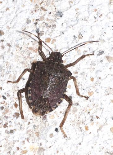 Réf. 308 792 : Halyomorpha halys